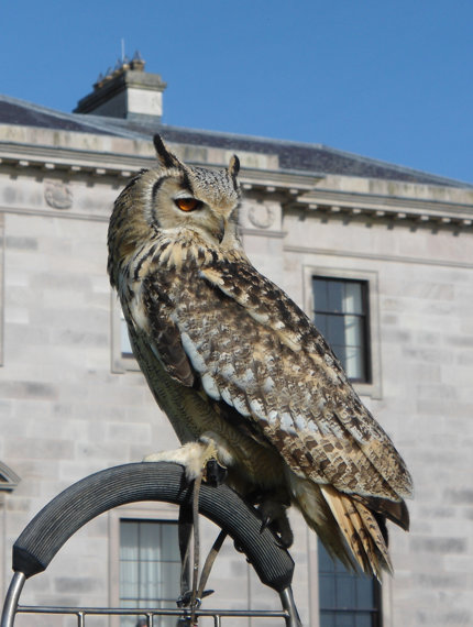 Falconry At Ballyfin